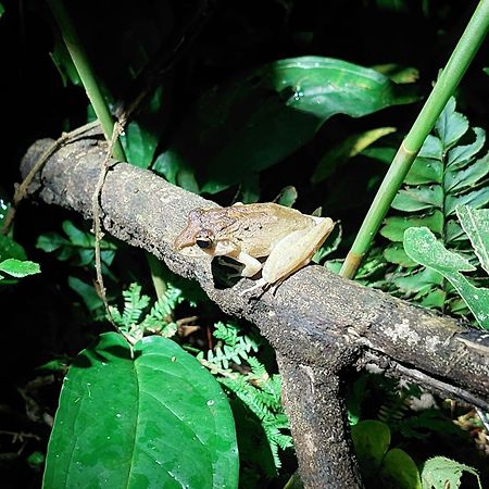 Hope Garden, Sarapiqui, We Connect You With The Sarapiqui Tropical Forest Экстерьер фото