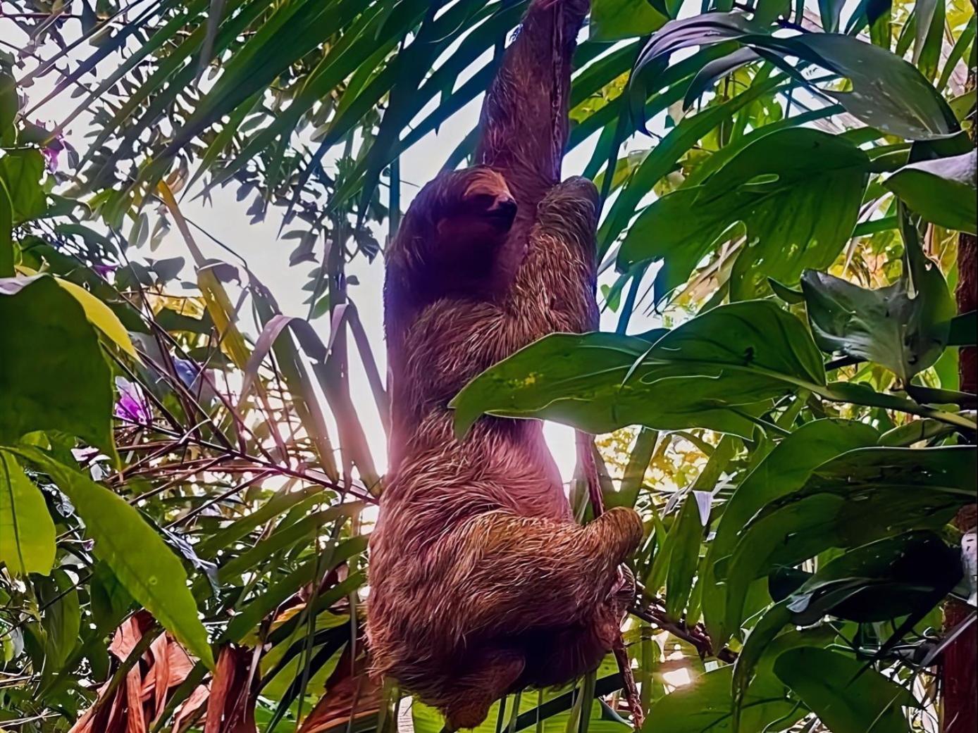 Hope Garden, Sarapiqui, We Connect You With The Sarapiqui Tropical Forest Экстерьер фото