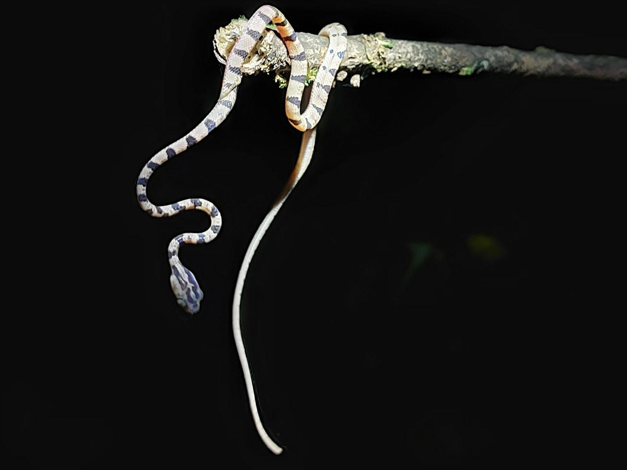 Hope Garden, Sarapiqui, We Connect You With The Sarapiqui Tropical Forest Экстерьер фото