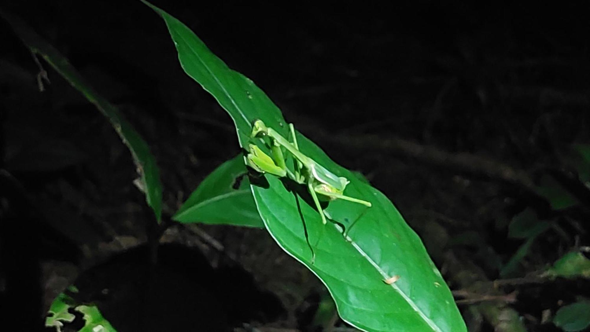 Hope Garden, Sarapiqui, We Connect You With The Sarapiqui Tropical Forest Экстерьер фото