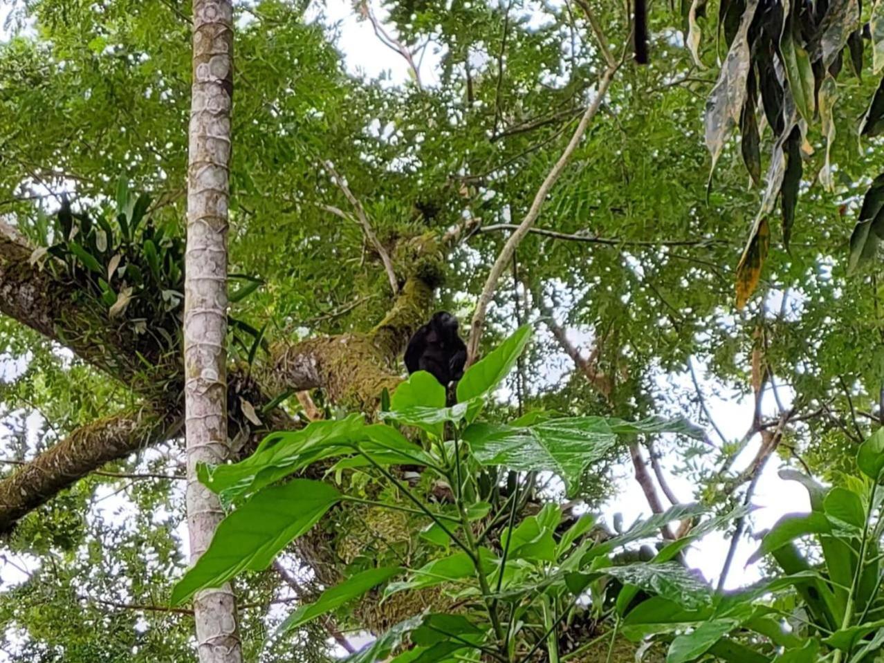 Hope Garden, Sarapiqui, We Connect You With The Sarapiqui Tropical Forest Экстерьер фото