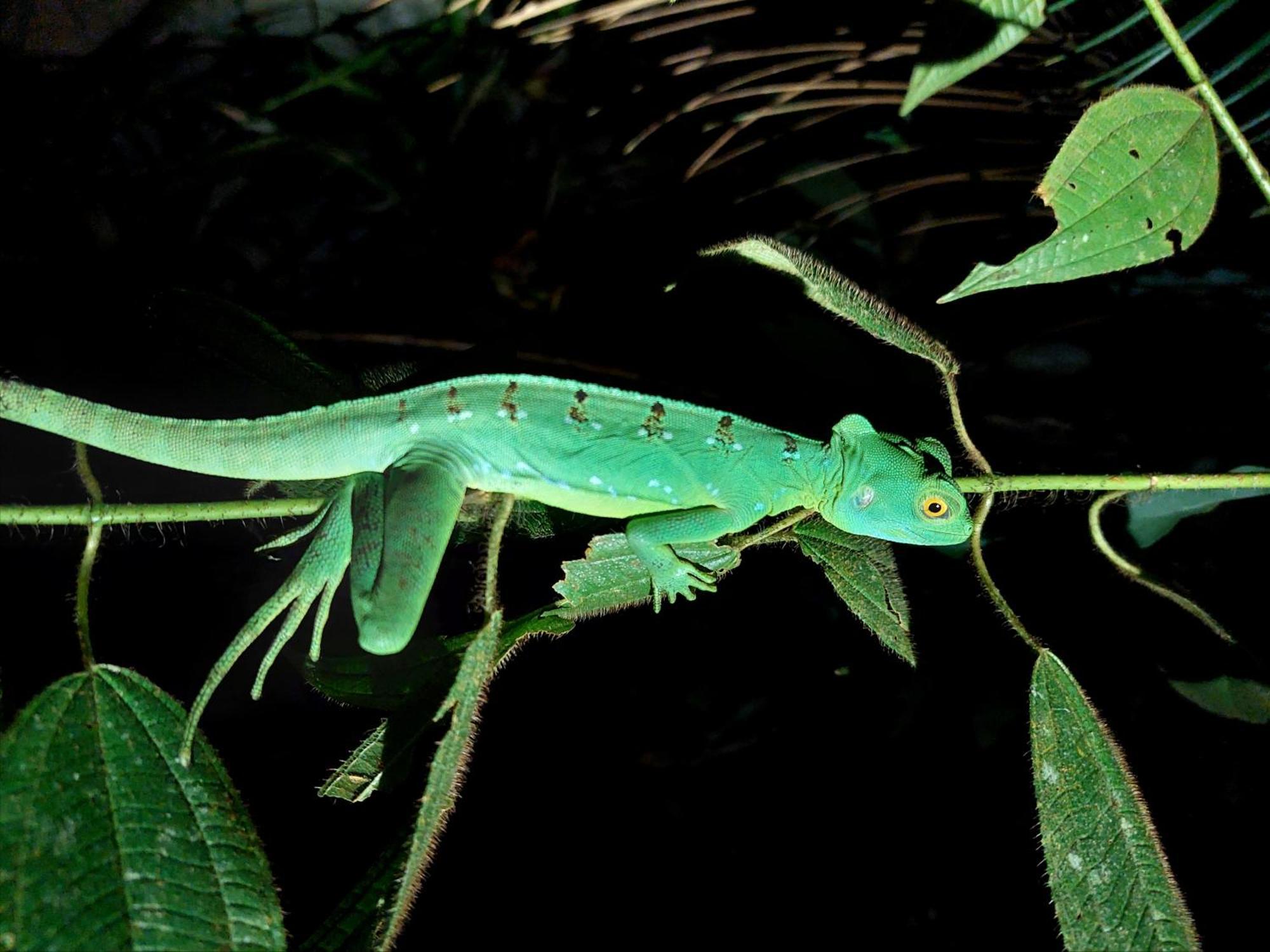 Hope Garden, Sarapiqui, We Connect You With The Sarapiqui Tropical Forest Экстерьер фото