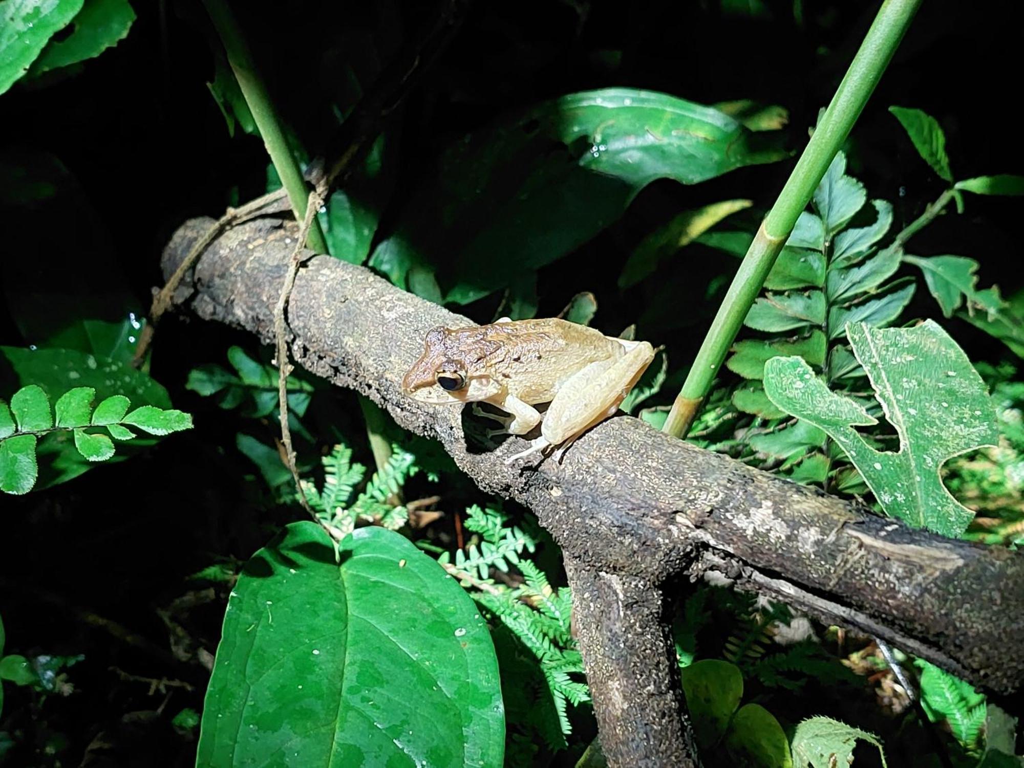 Hope Garden, Sarapiqui, We Connect You With The Sarapiqui Tropical Forest Экстерьер фото