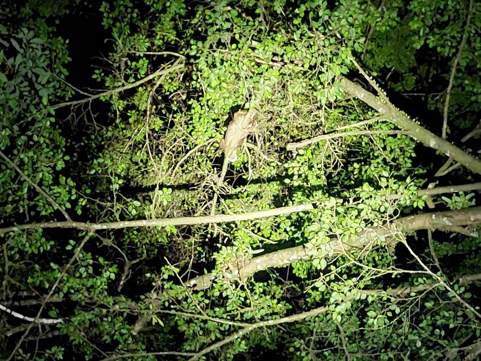 Hope Garden, Sarapiqui, We Connect You With The Sarapiqui Tropical Forest Экстерьер фото