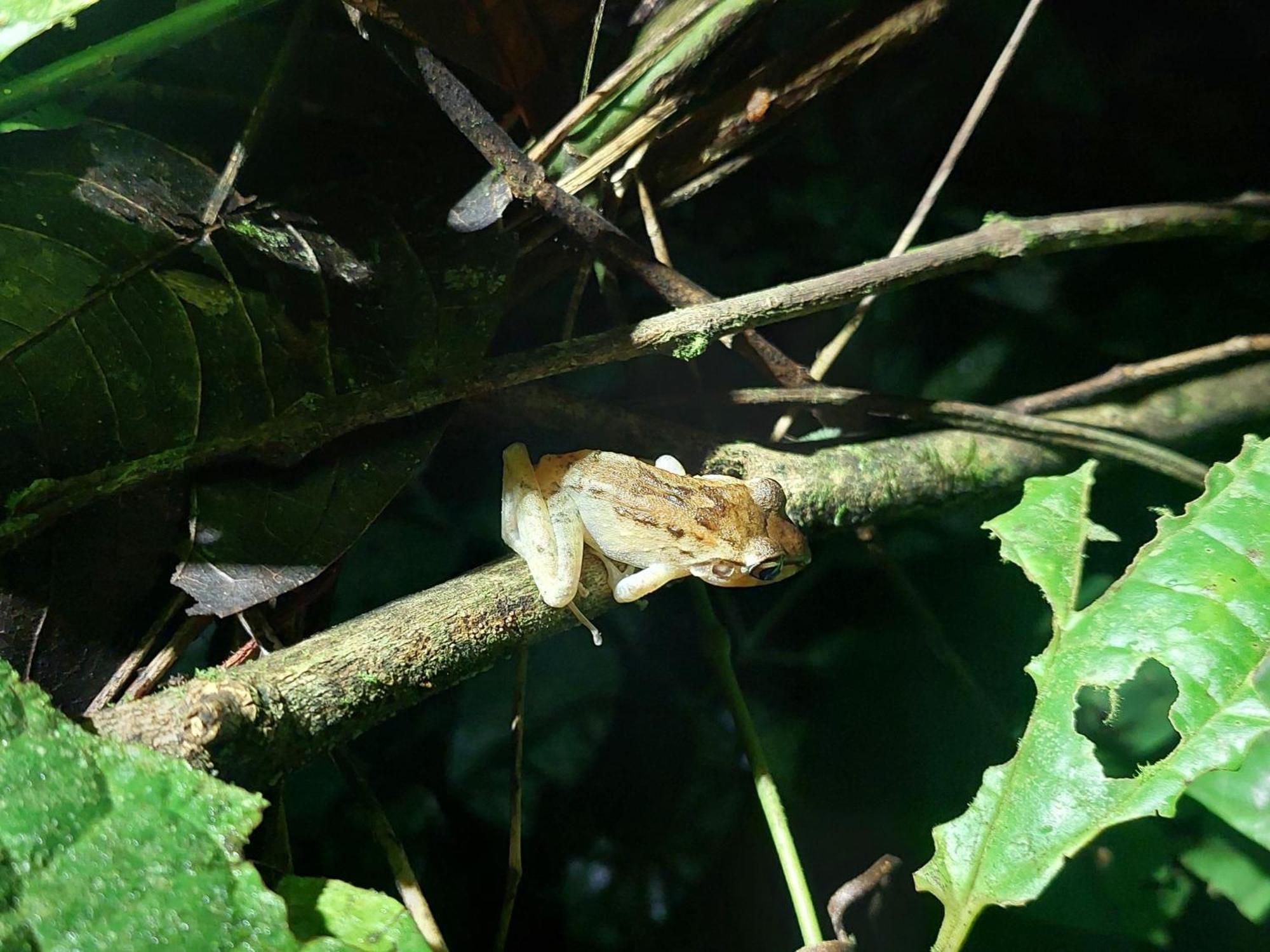 Hope Garden, Sarapiqui, We Connect You With The Sarapiqui Tropical Forest Экстерьер фото