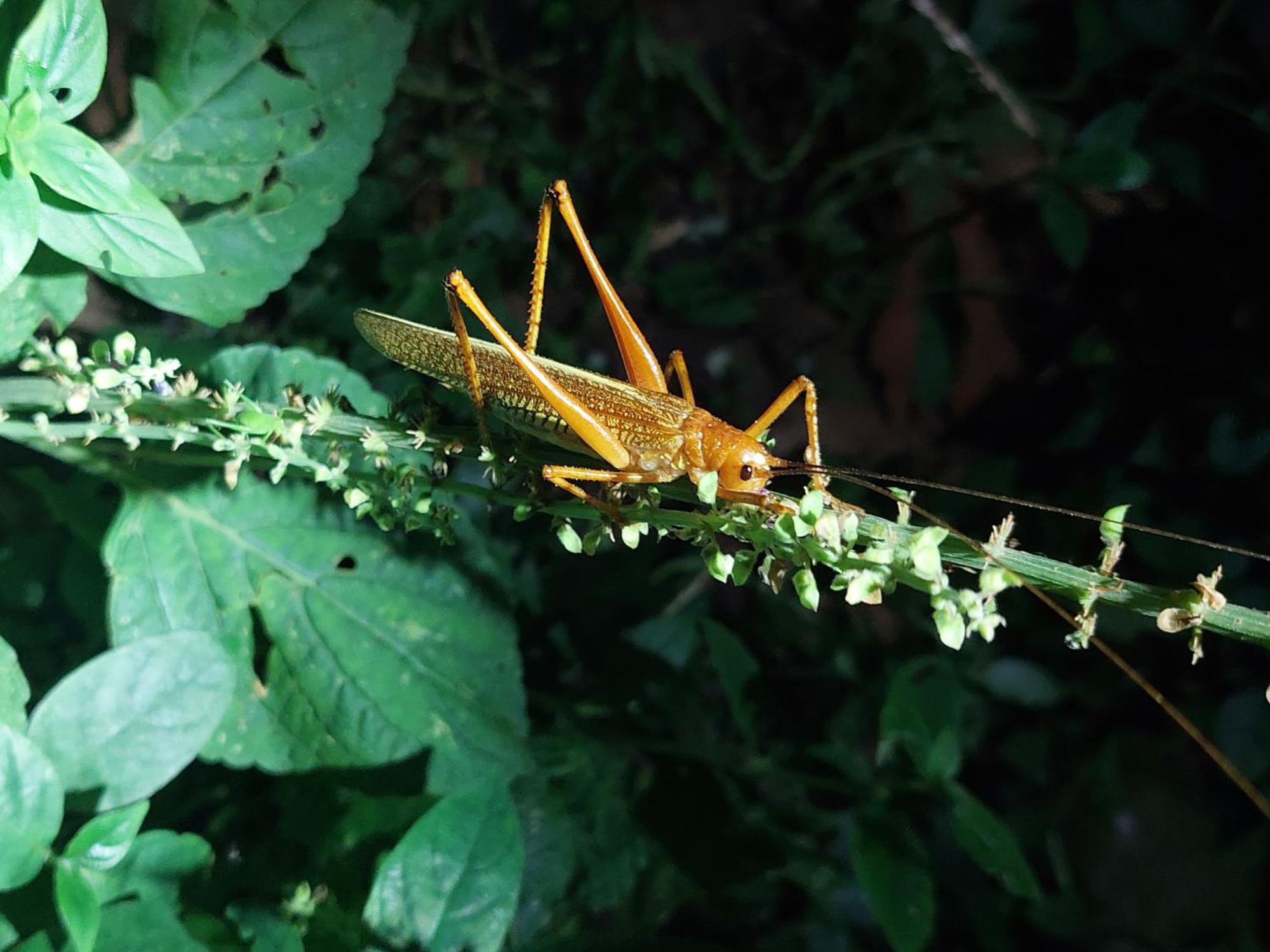Hope Garden, Sarapiqui, We Connect You With The Sarapiqui Tropical Forest Экстерьер фото