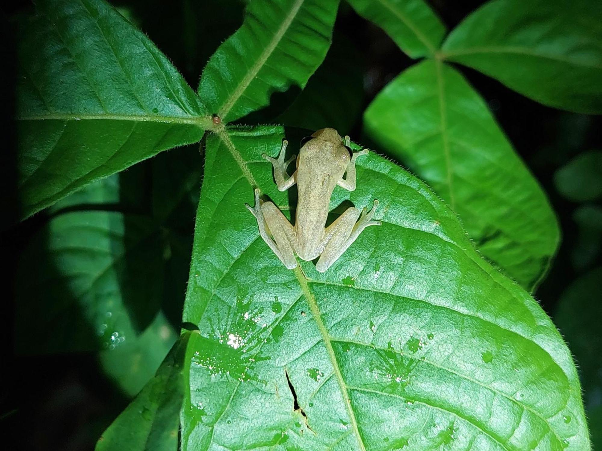 Hope Garden, Sarapiqui, We Connect You With The Sarapiqui Tropical Forest Экстерьер фото