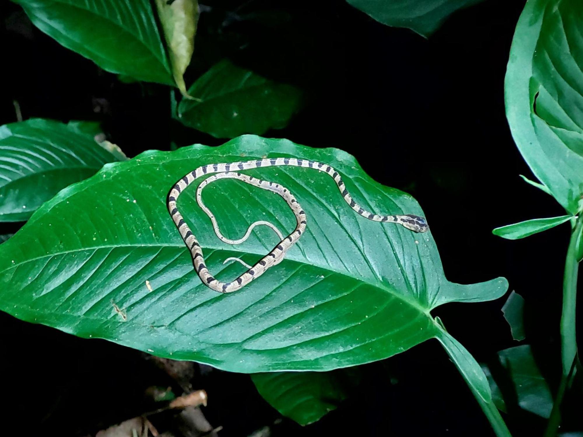 Hope Garden, Sarapiqui, We Connect You With The Sarapiqui Tropical Forest Экстерьер фото