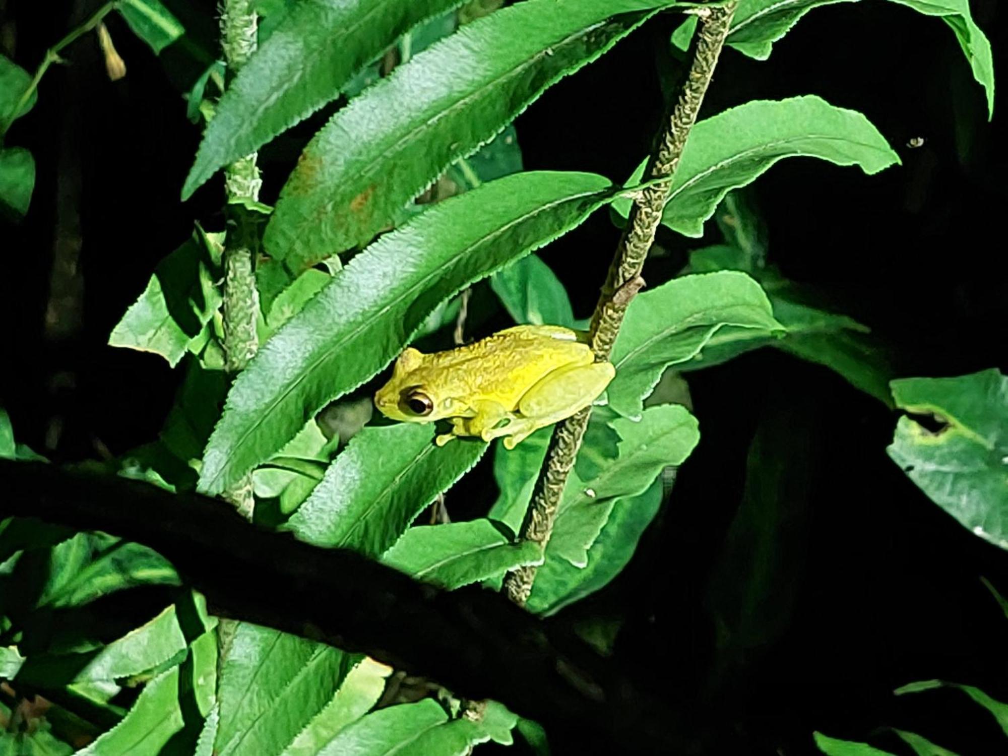 Hope Garden, Sarapiqui, We Connect You With The Sarapiqui Tropical Forest Экстерьер фото