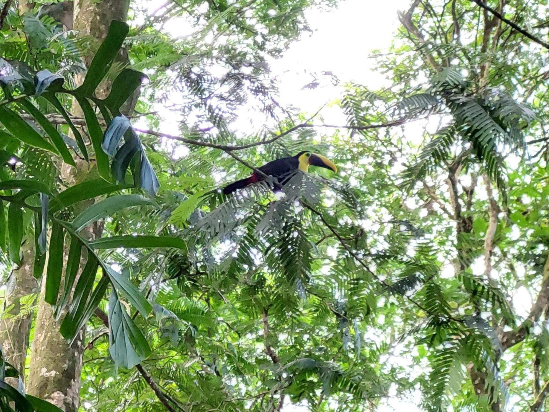 Hope Garden, Sarapiqui, We Connect You With The Sarapiqui Tropical Forest Экстерьер фото
