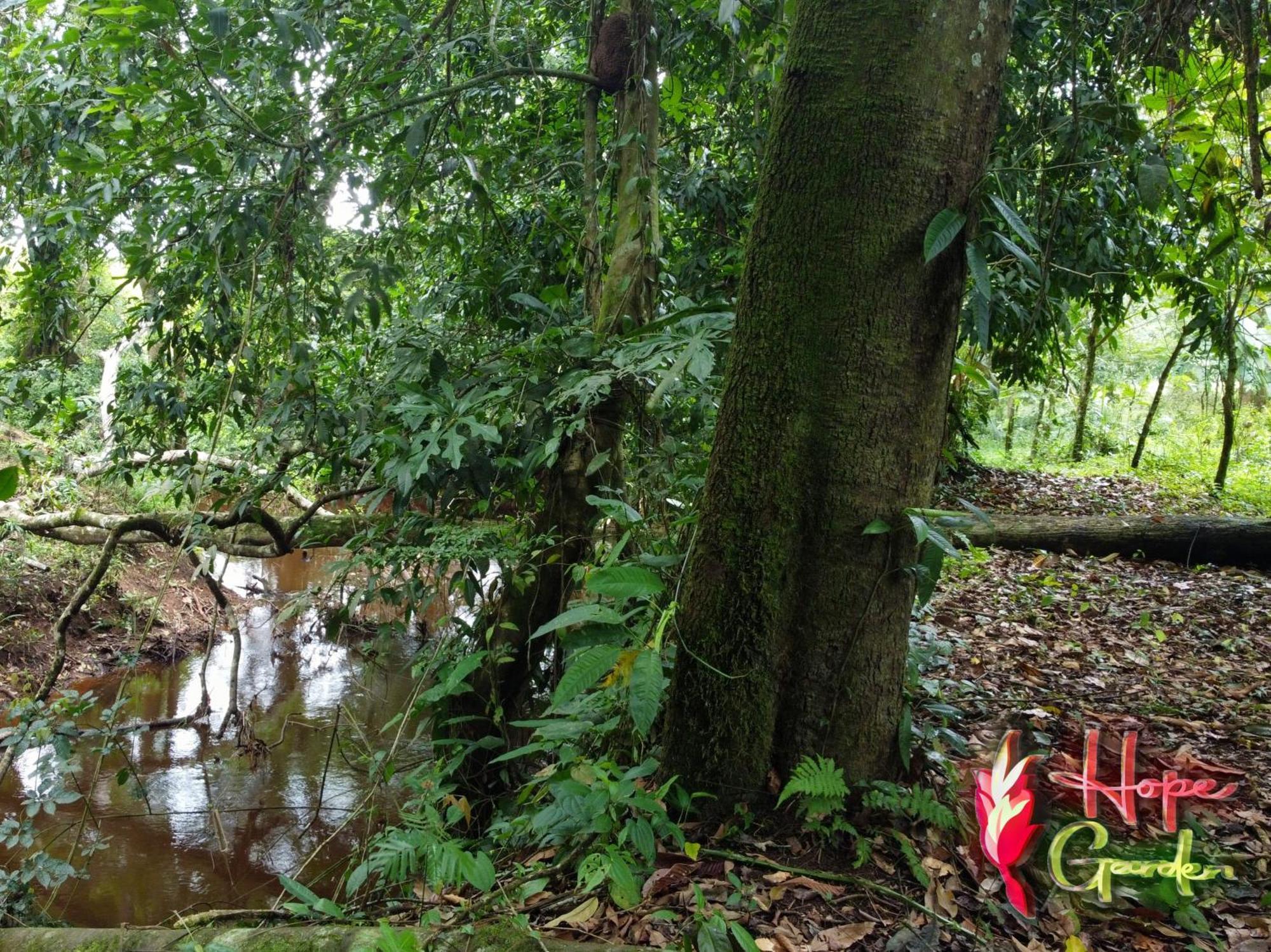 Hope Garden, Sarapiqui, We Connect You With The Sarapiqui Tropical Forest Экстерьер фото