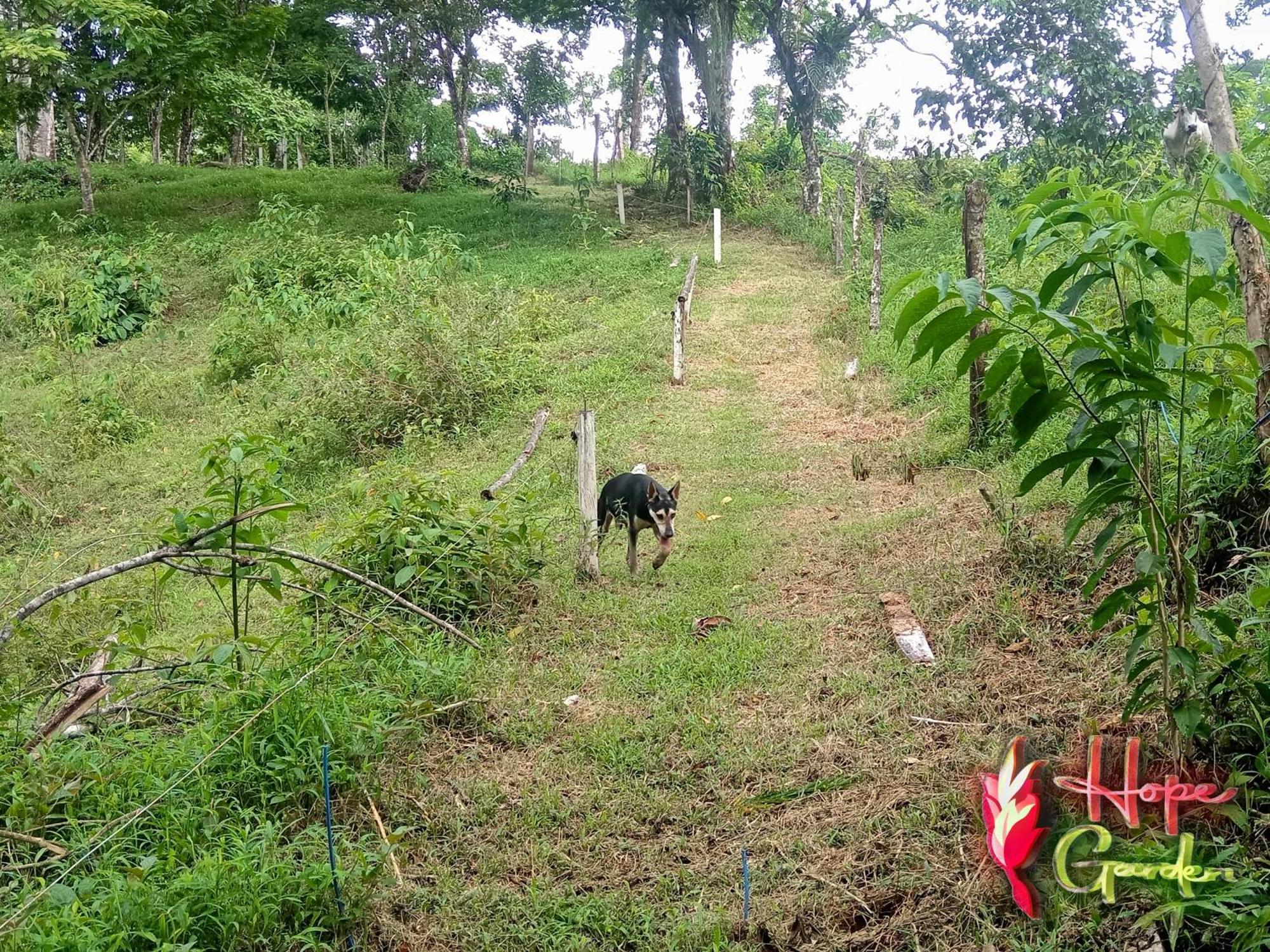 Hope Garden, Sarapiqui, We Connect You With The Sarapiqui Tropical Forest Экстерьер фото