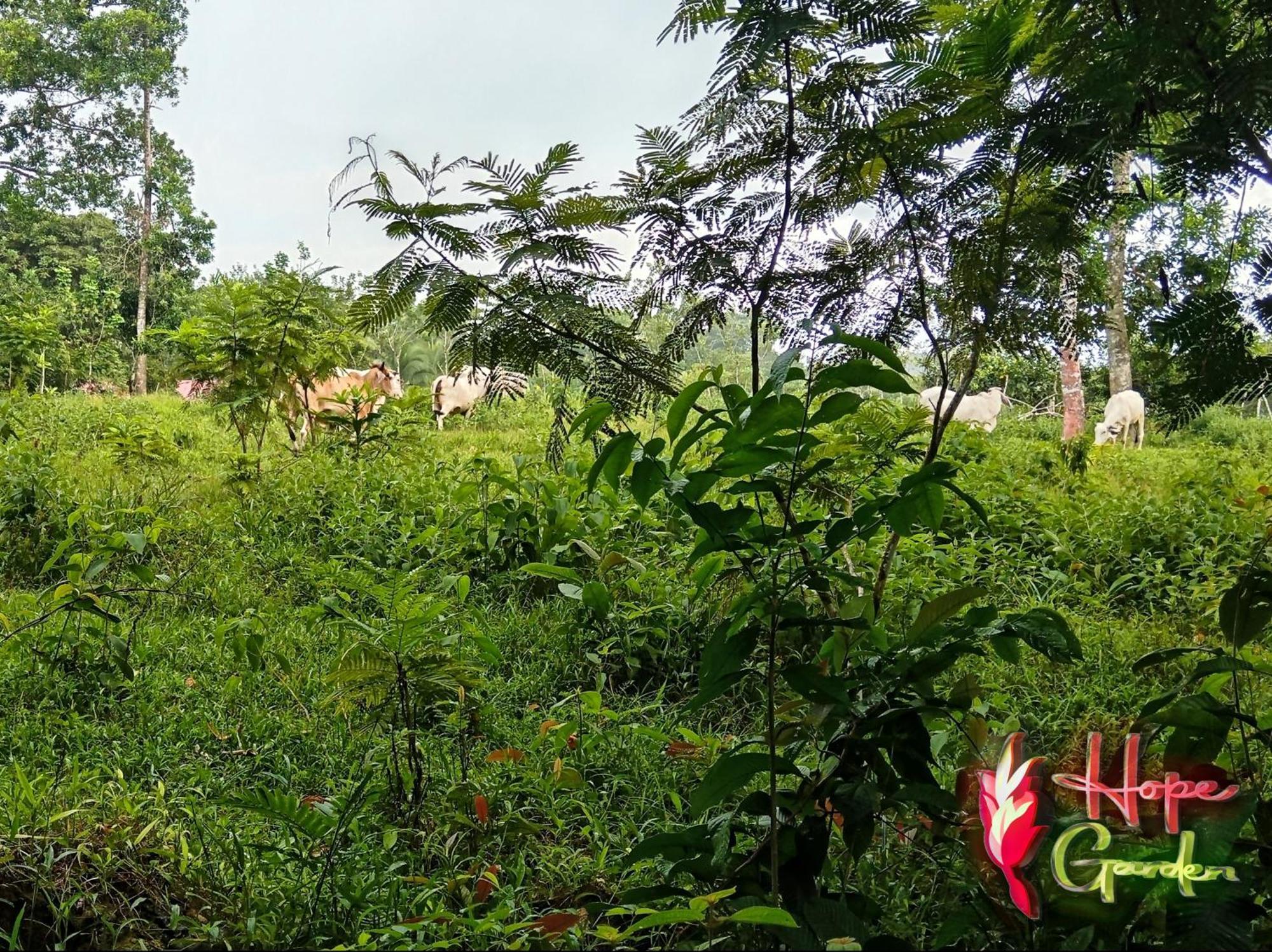 Hope Garden, Sarapiqui, We Connect You With The Sarapiqui Tropical Forest Экстерьер фото